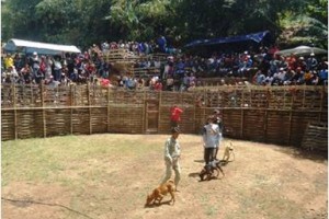 Konter ketangkasan anjing pemburu.